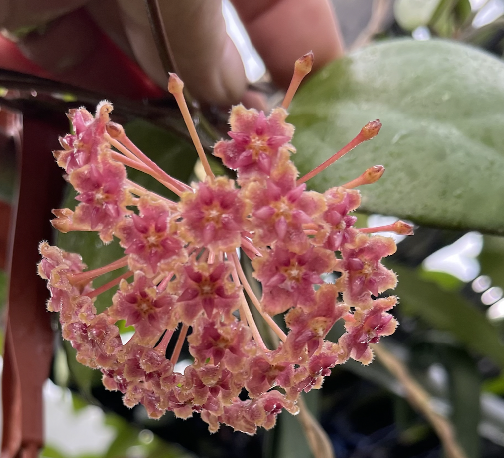 Hoya 'Nathalie' x Joy Splash 'Jordana' — Rare Hoya